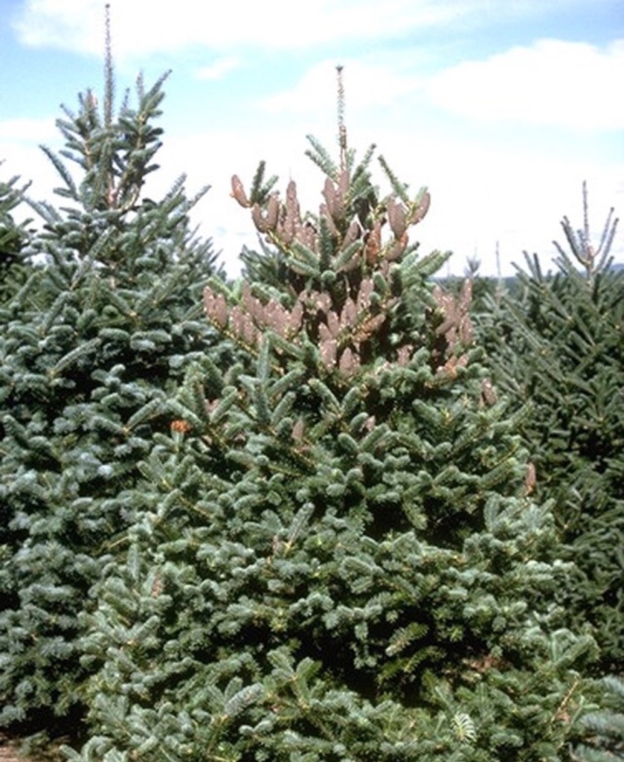 Пихта равночешуйчатая Ollie Hardy