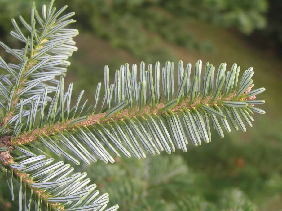Abies homolepis