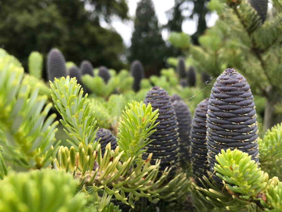 Пихта равночешуйчатая (Abies homolepis)