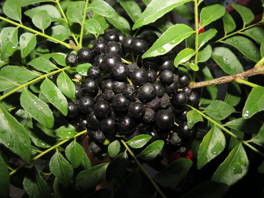 Мурайя Кёнига