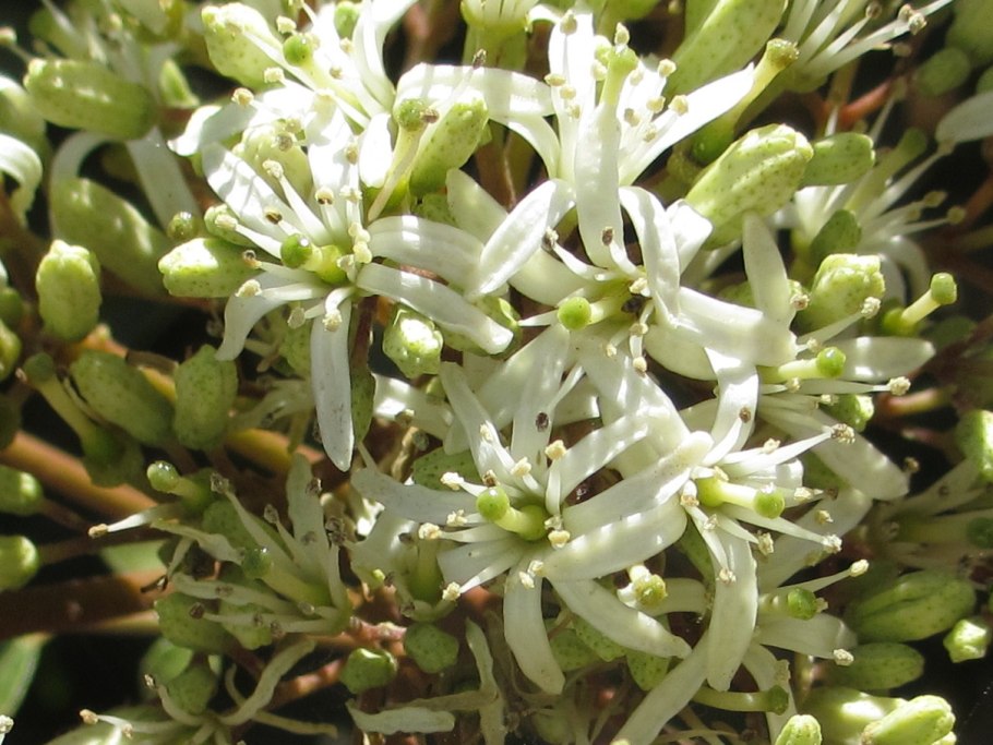 Муррайя Кёнига (Murraya koenigii)