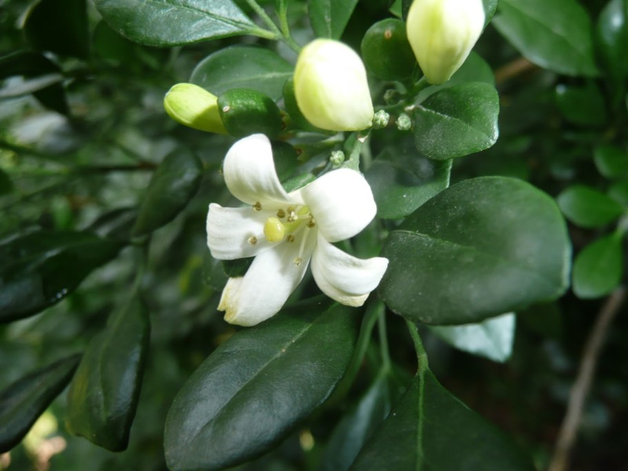 Мурайя метельчатая