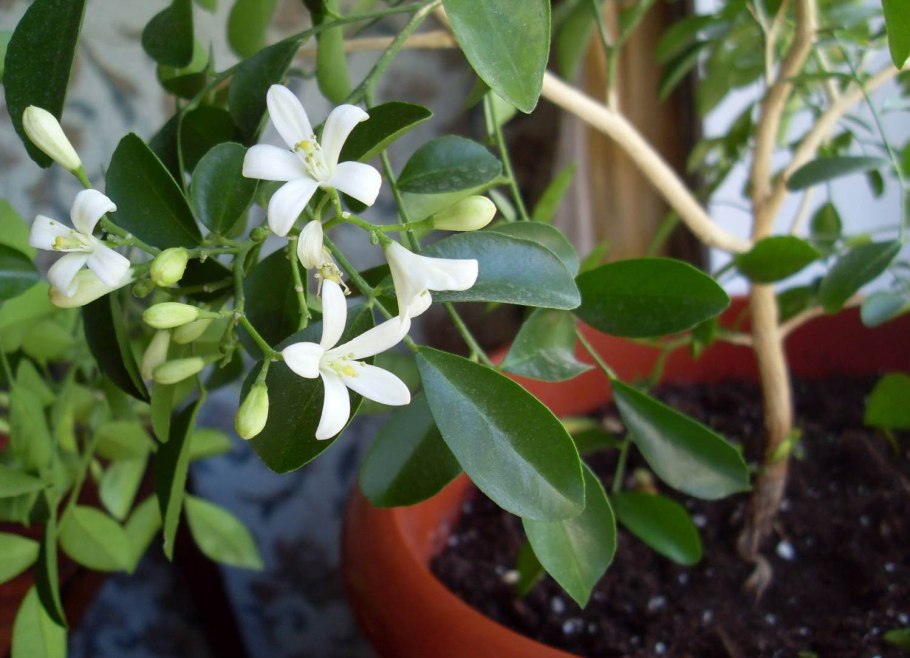 Мурайя цветок