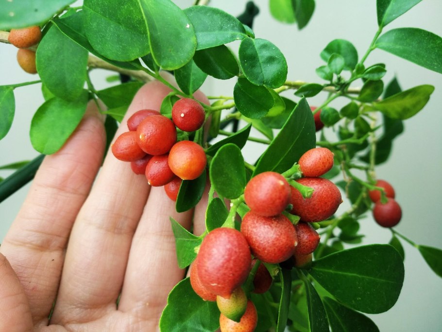 Мурайя метельчатая