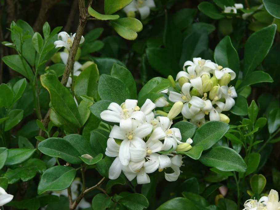 Муррайя метельчатая