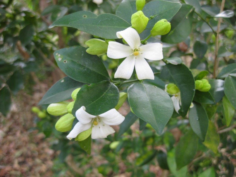 Апельсиновый Жасмин мурайя