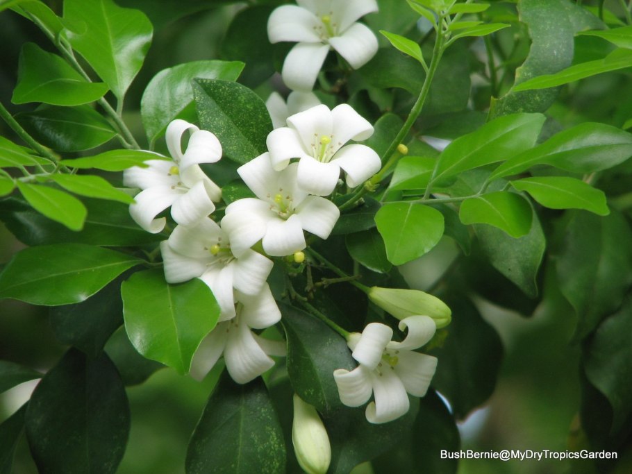 Муррайя метельчатая