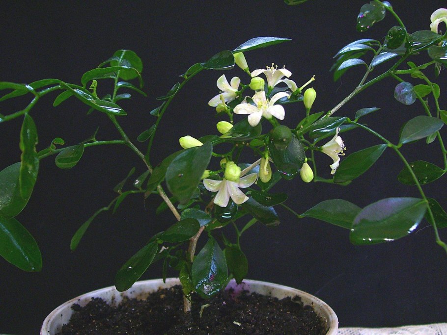 Агава, мурайя