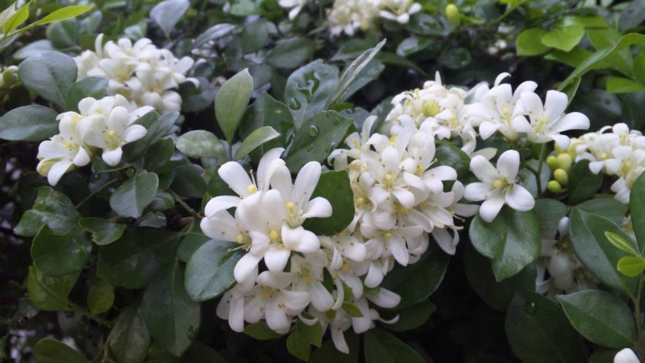 Мирт и мурайя