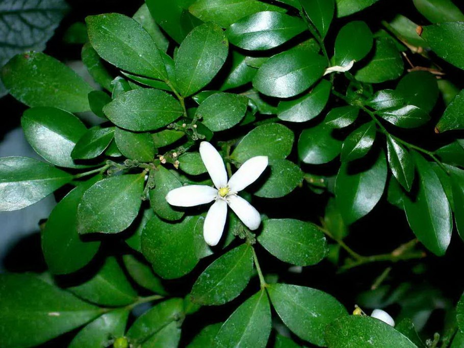 Мурайя Кёнига черноплодная