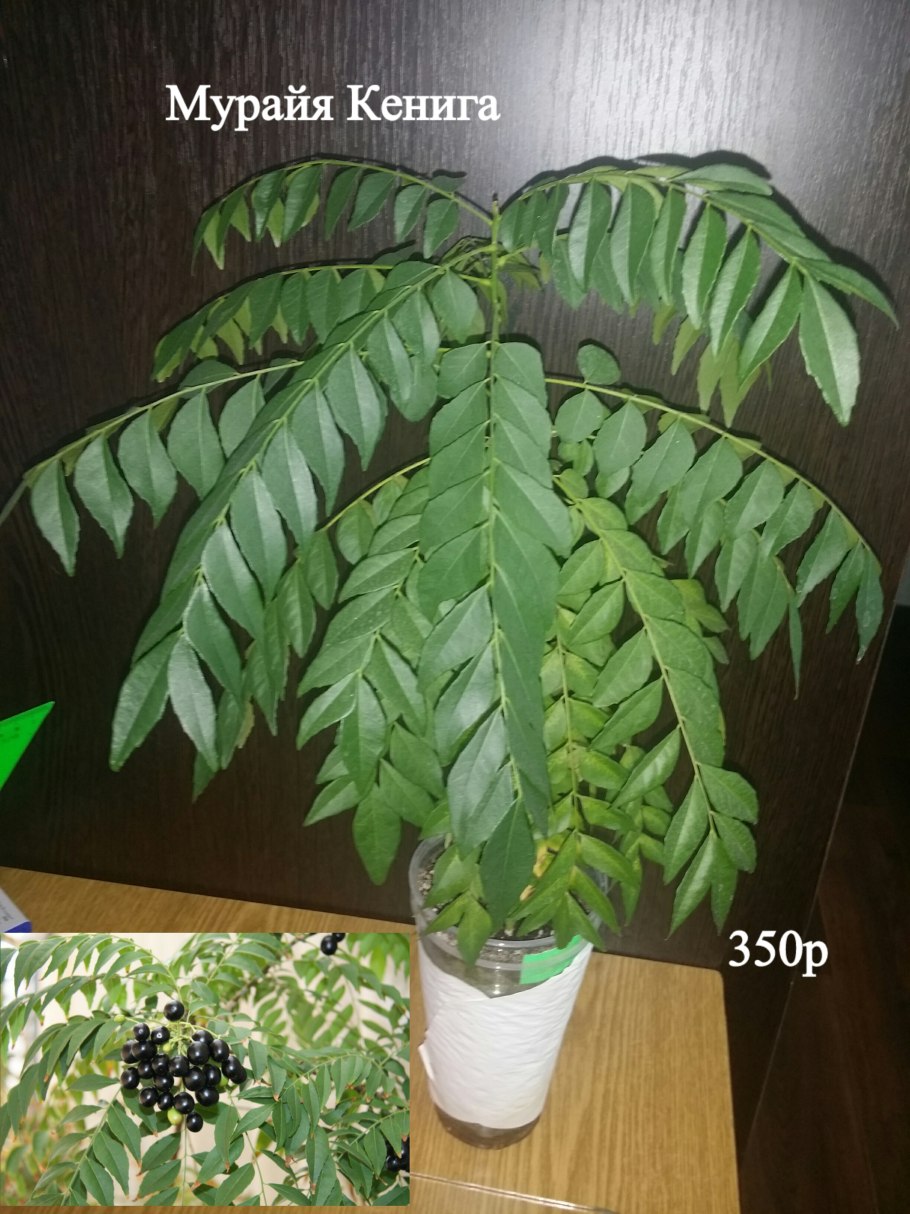 Цветок императора мурайя