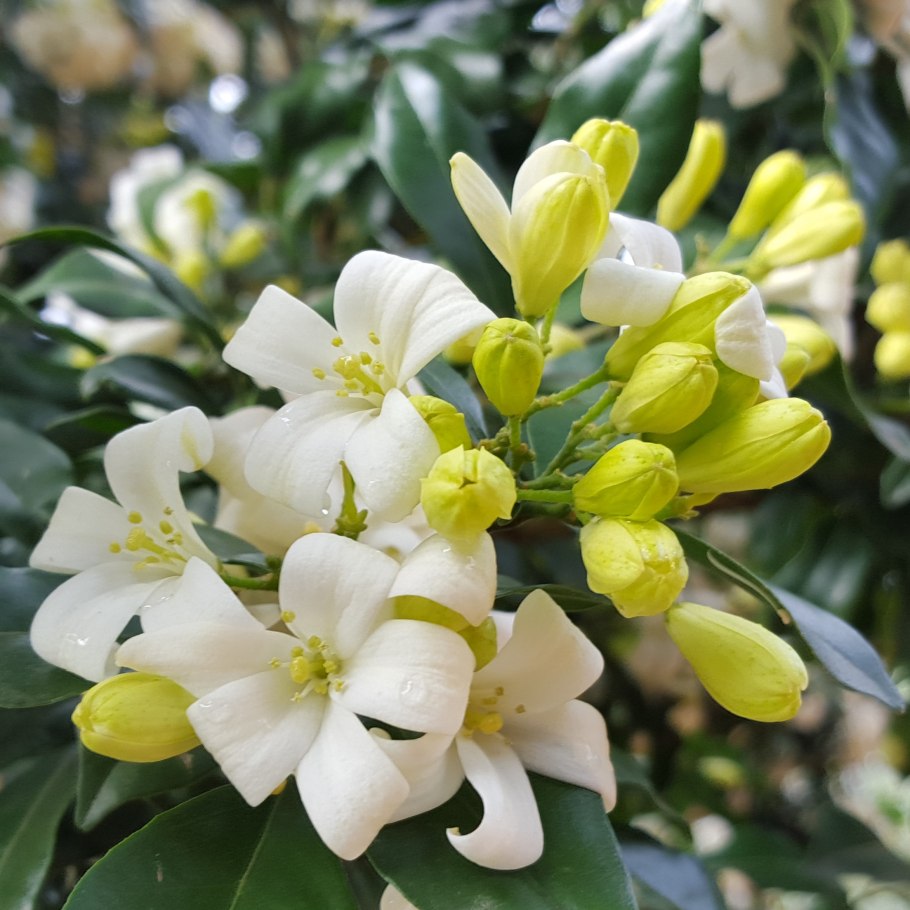 Мурайя Кёнига плоды