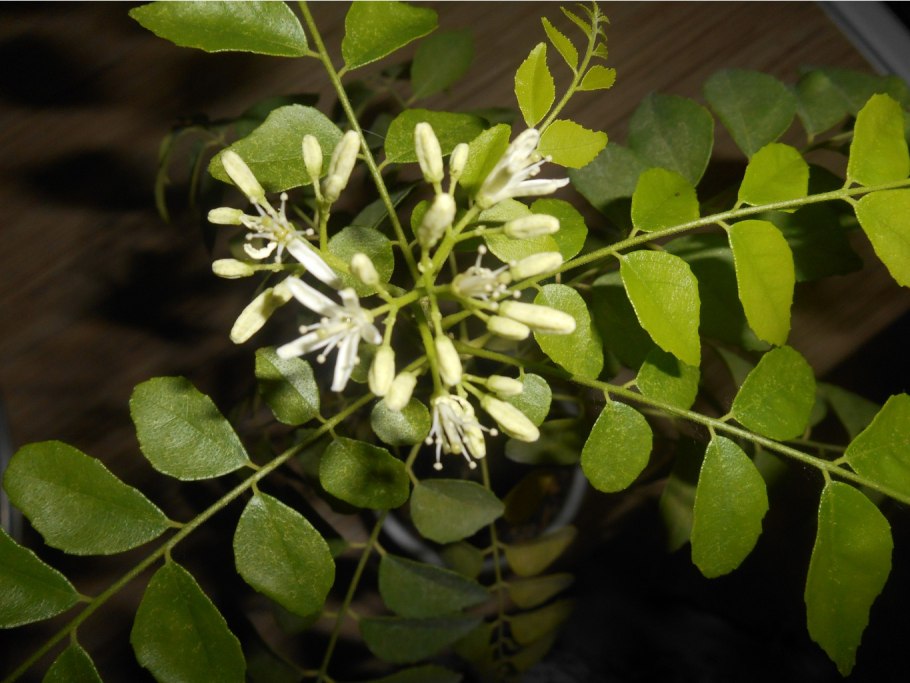 Муррайя жёлтолистная