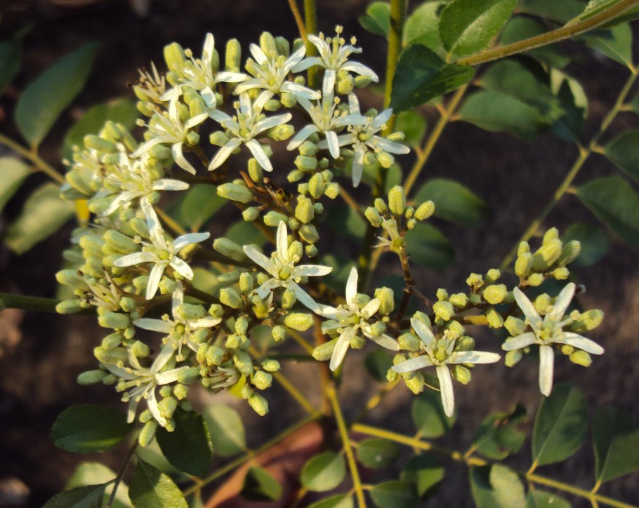 Мурайя koenigii Кенига-