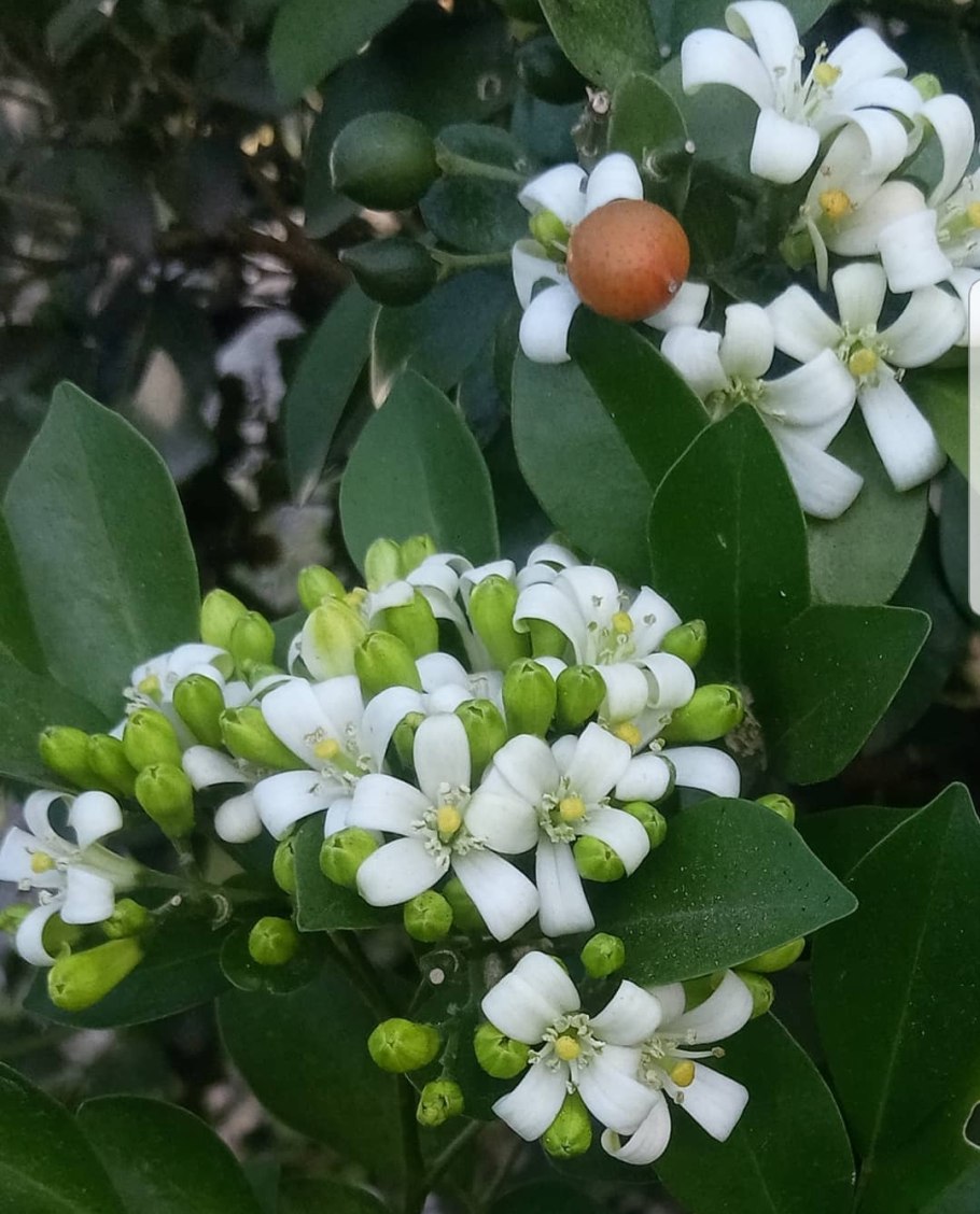 Мурайя метельчатая