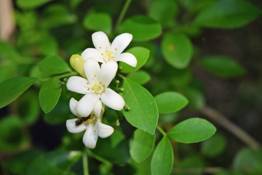 Мурайя метельчатая