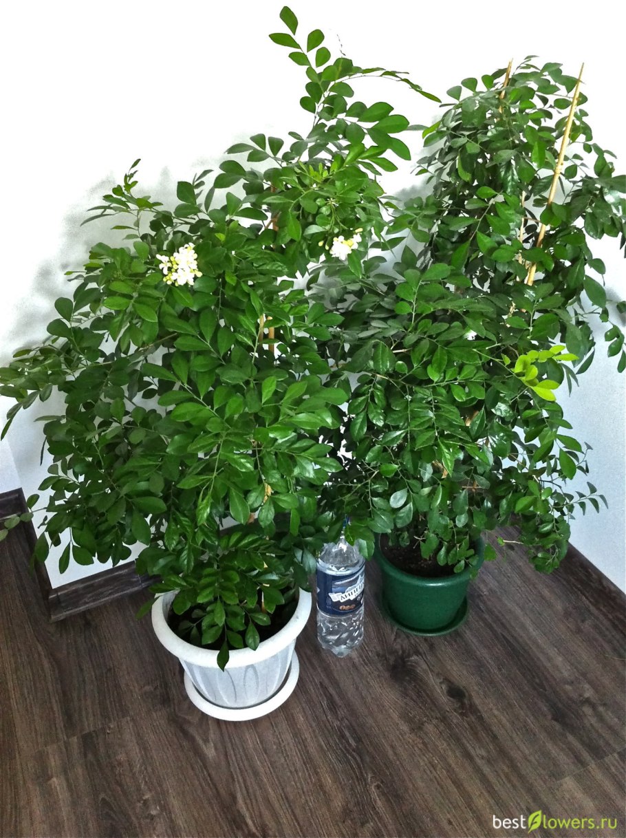 Муррайя побег