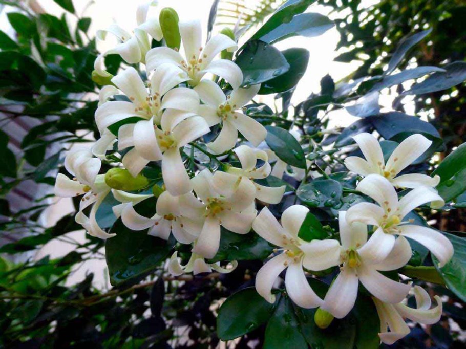 Мурайя цветок