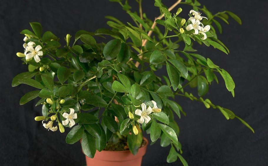 Муррайя метельчатая