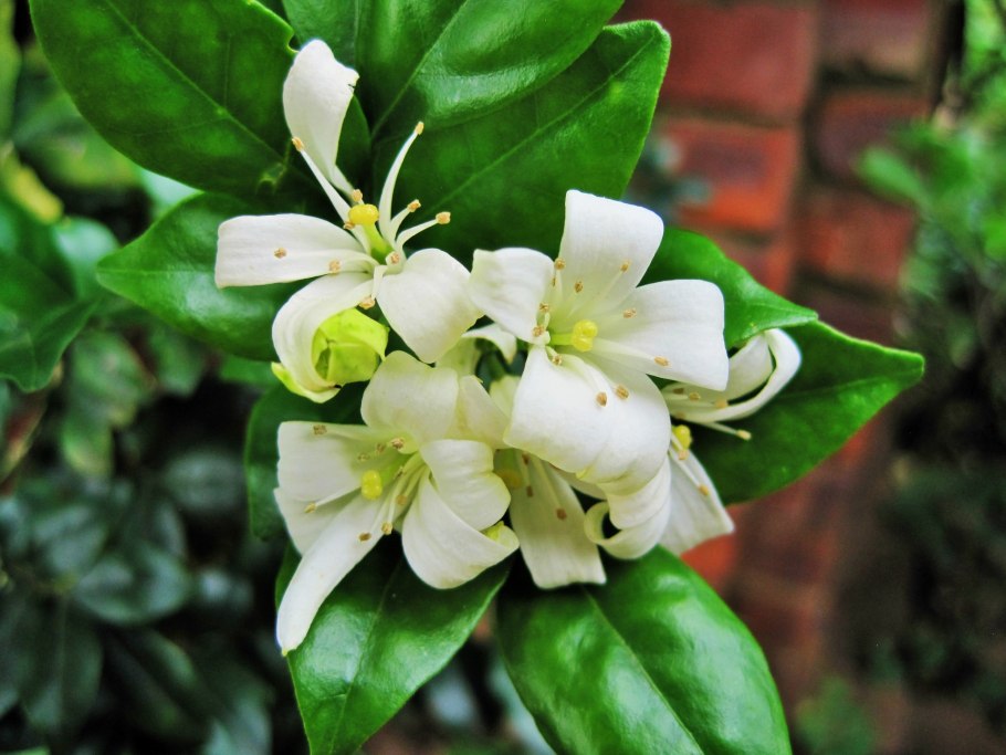 Мурайя метельчатая