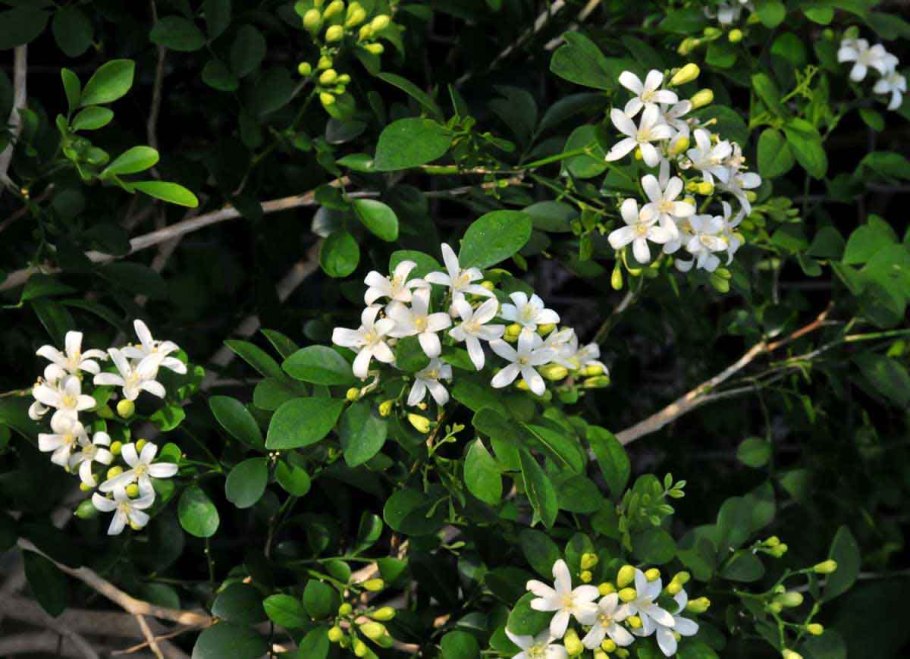 Мурайя карликовая