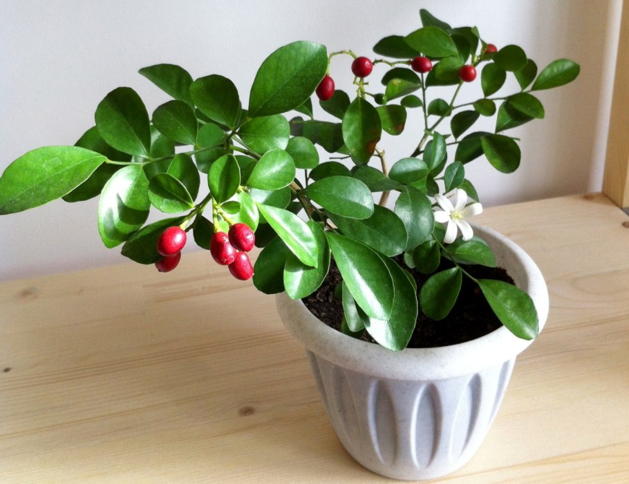 Мурайя черноплодная