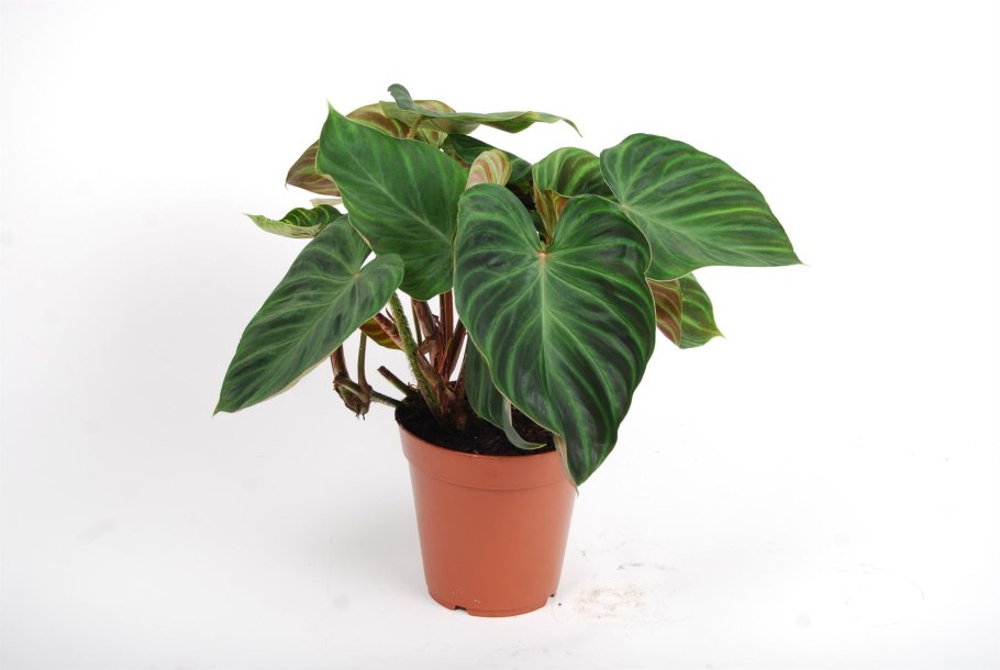 Филодендрон хедерацеум