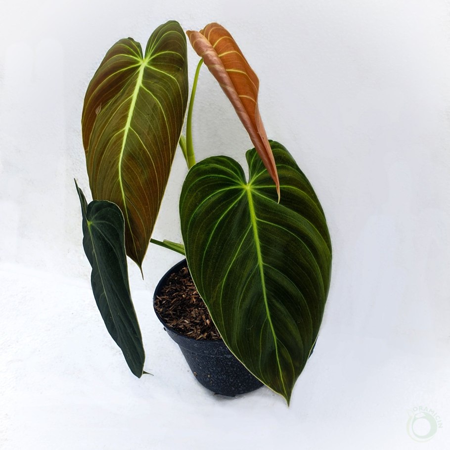 Филодендрон дваждыперистый