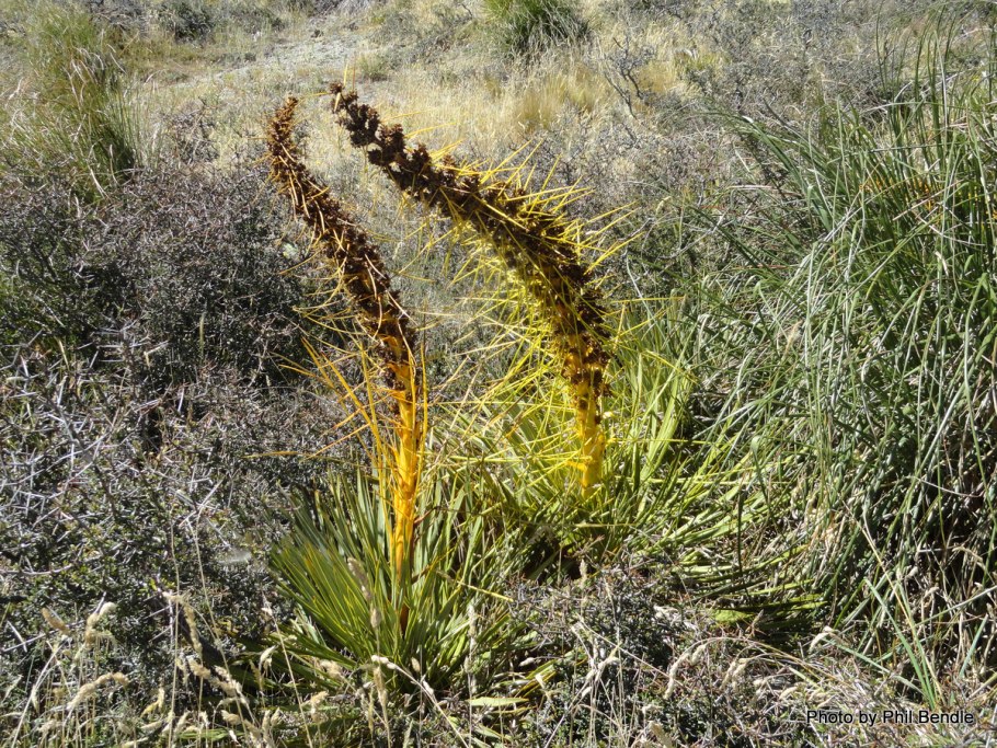 Aciphylla Scott-thomsonii