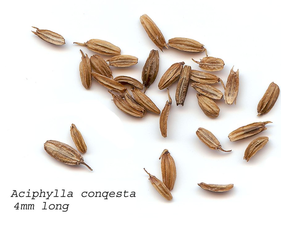 Aciphylla Aurea, Golden Spaniard,