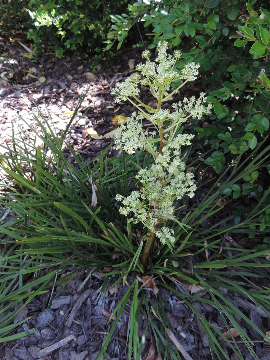 Ацифилла скученная