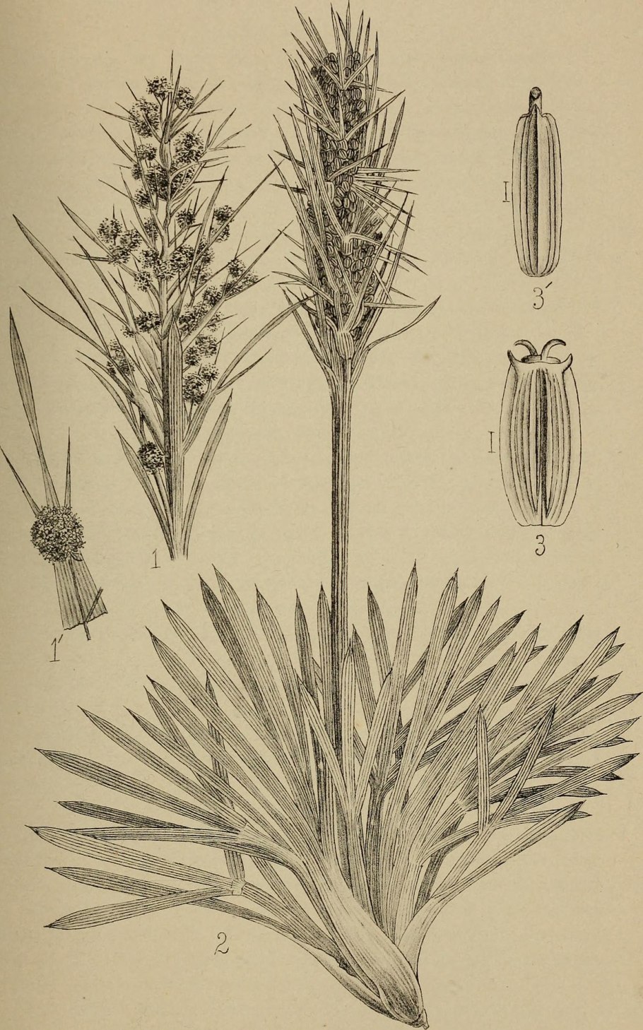 Aciphylla spedenii