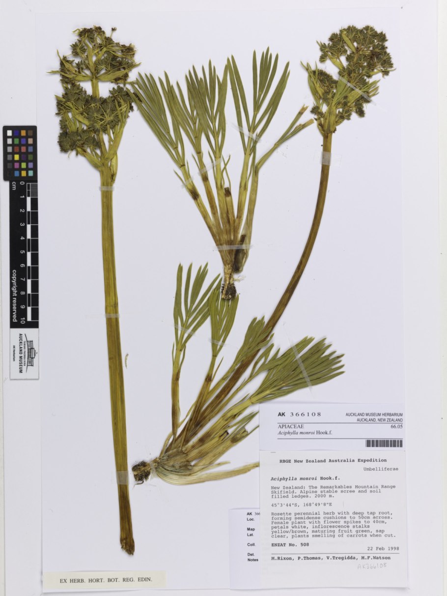 Discaria toumatou кустарник новая Зеландия