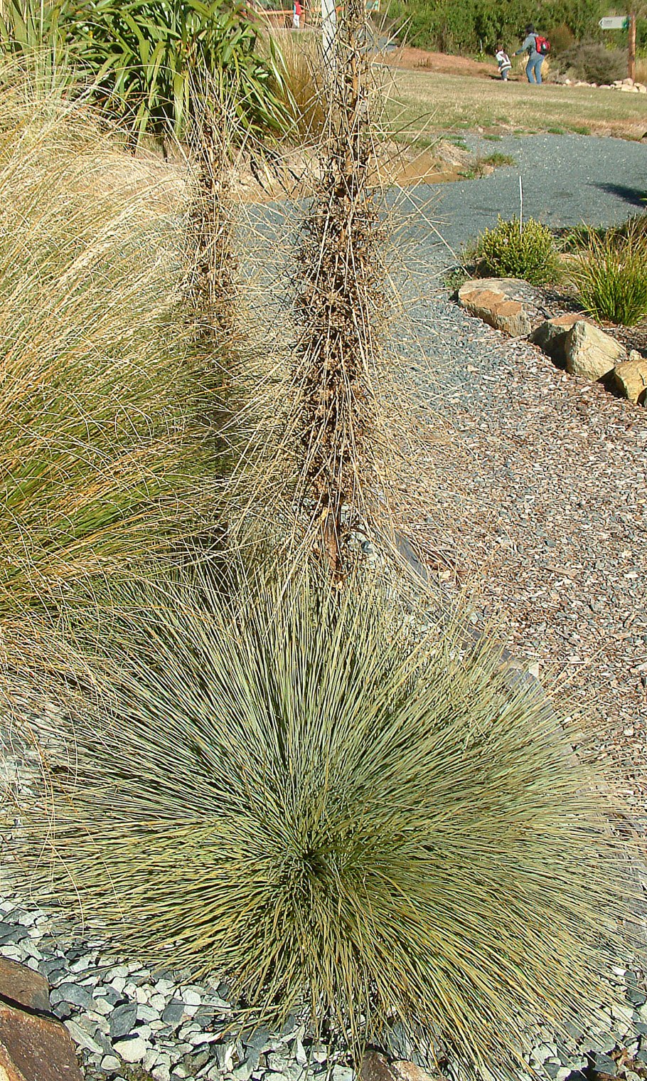 Ацифилла скученнпя