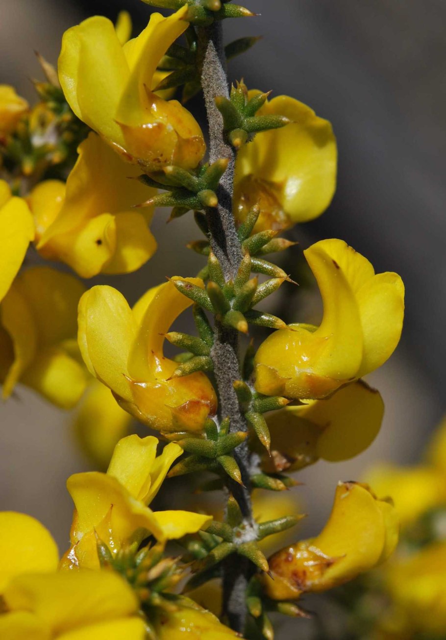 Caccinia macranthera