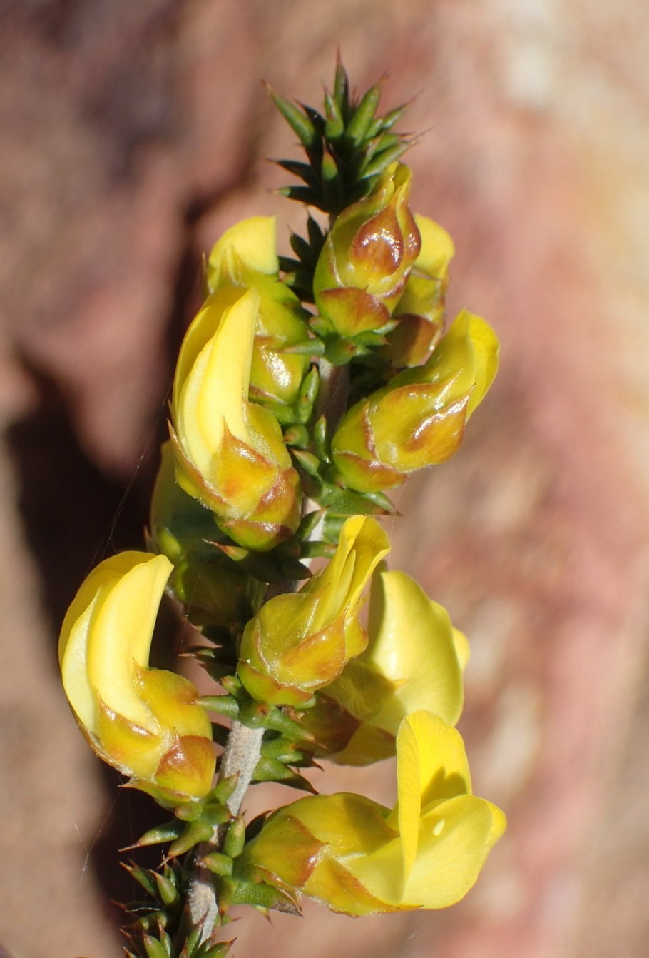 Змеелистник дерево