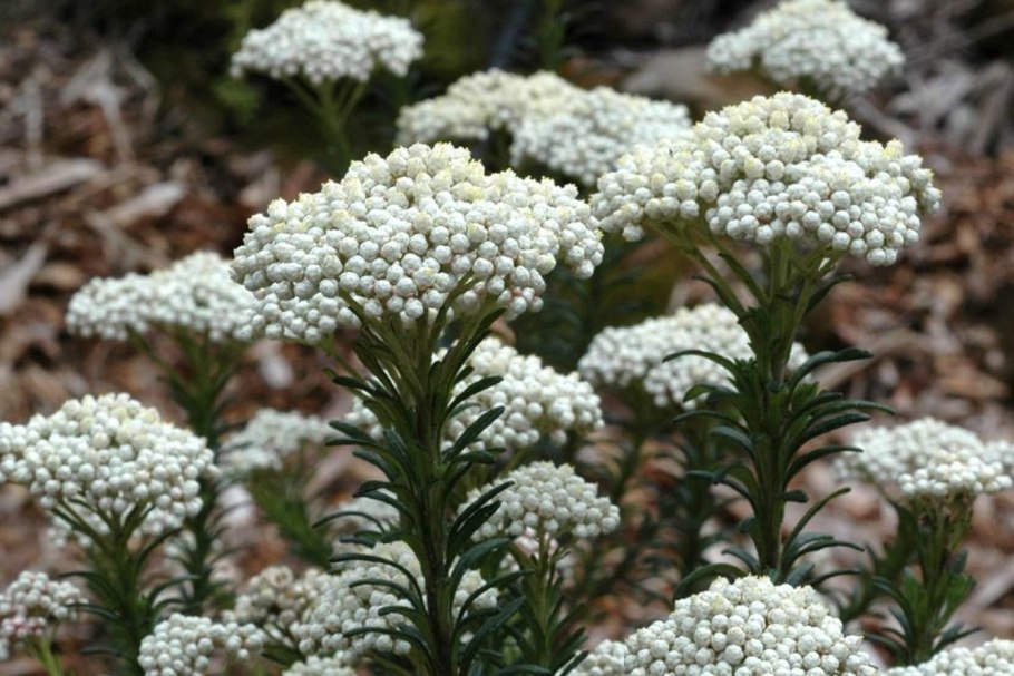 Озотамнус белый