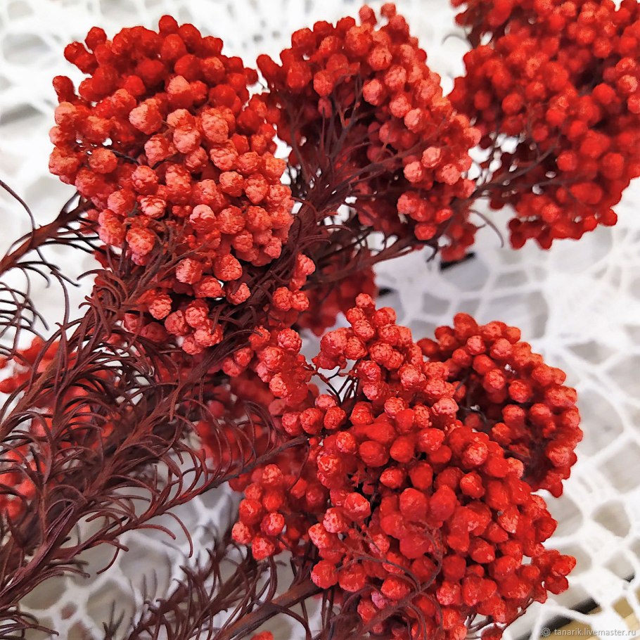 Озотамнус сухоцвет