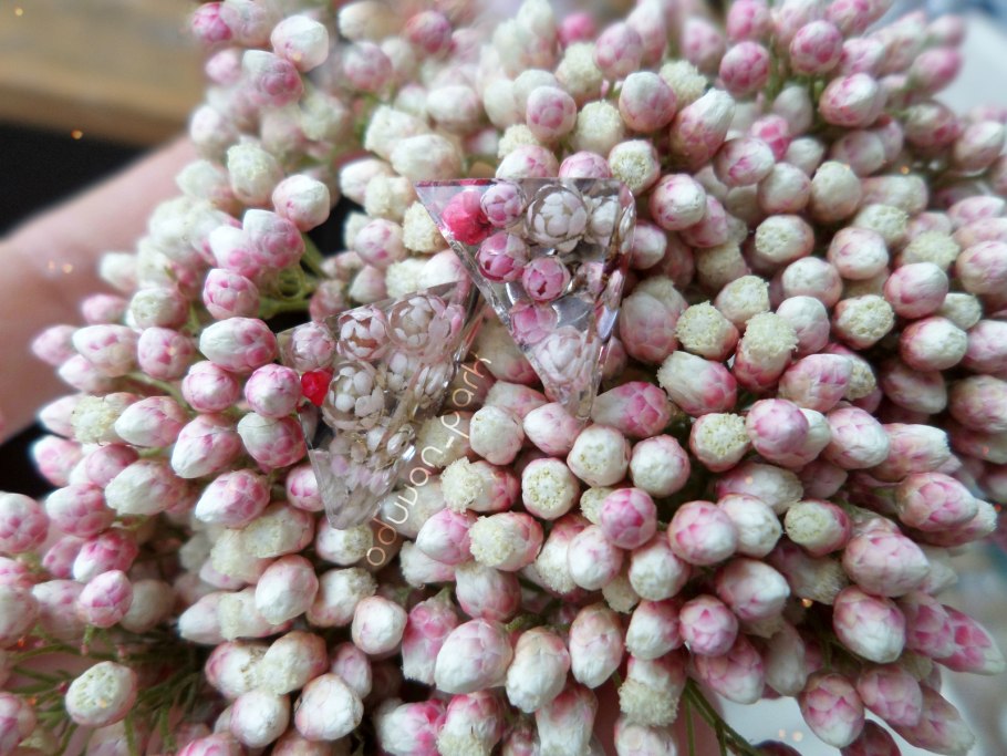 Озотамнус рисовый цветок