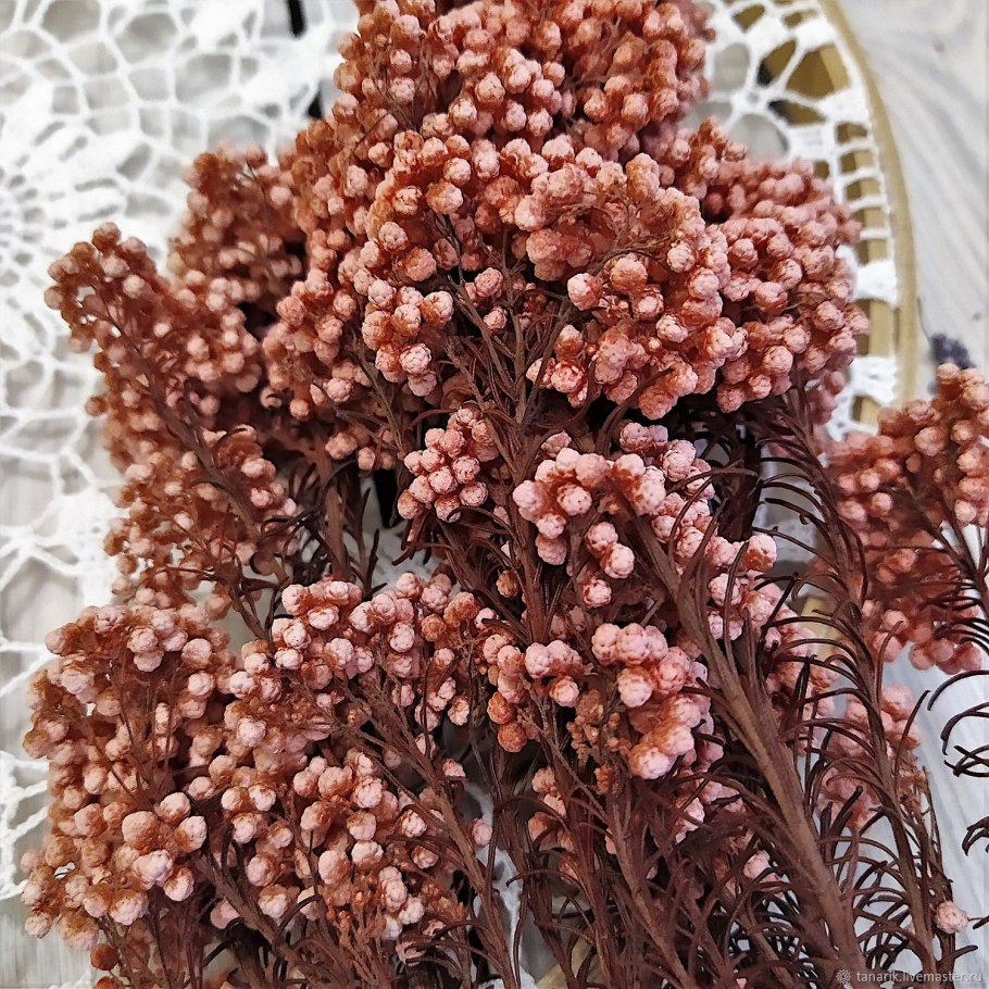 Озотамнус Виктория розовый