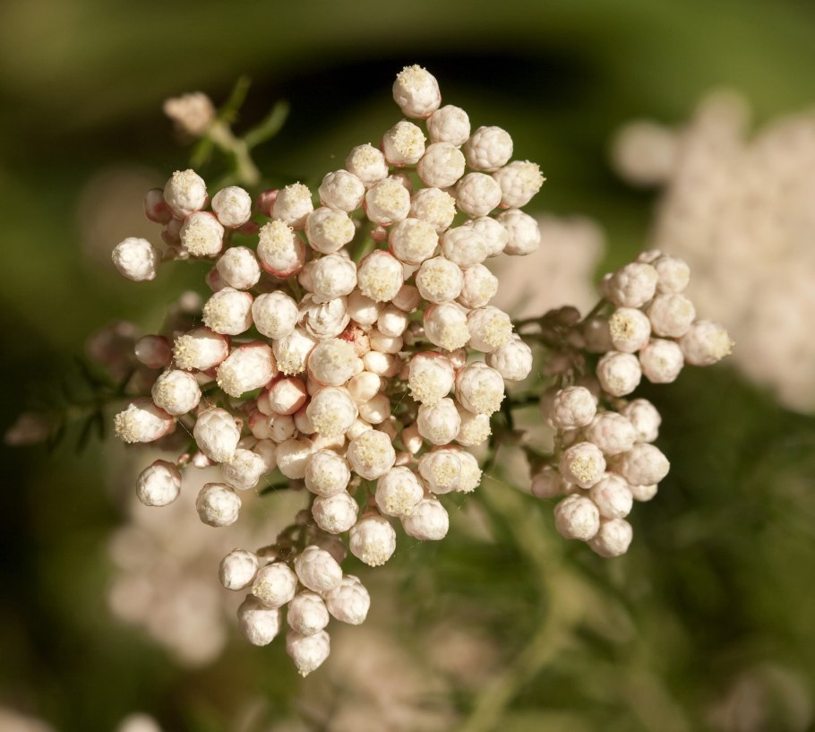 Озотамнус рисовый цветок