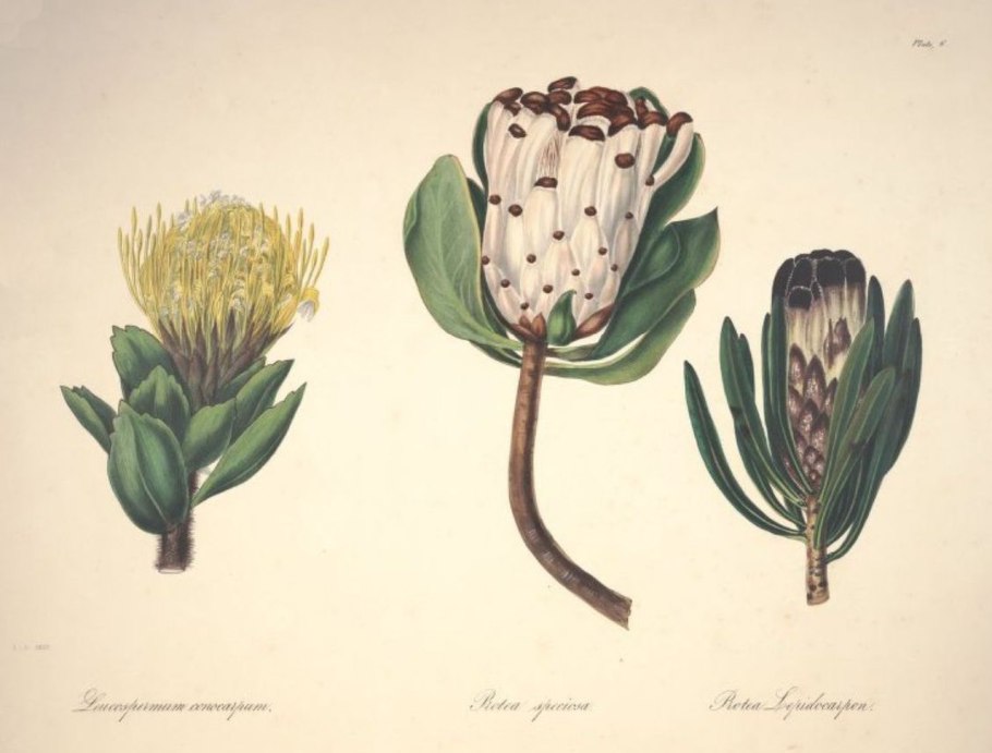 8100 SM белый жемчуг