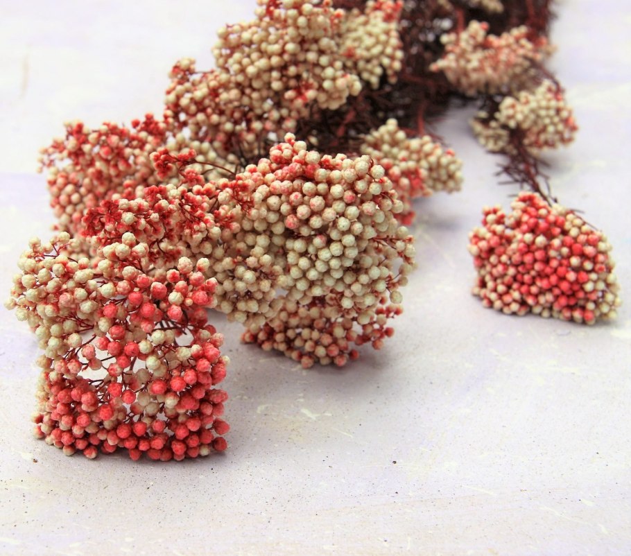 Озотамнус Виктория розовый