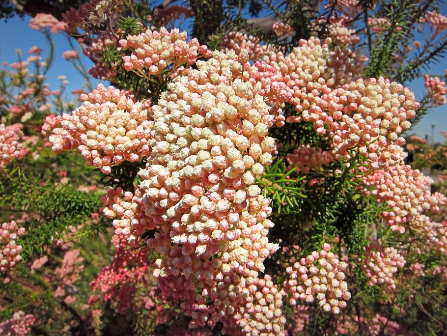 Озотамнус Кукс Тал Пинк