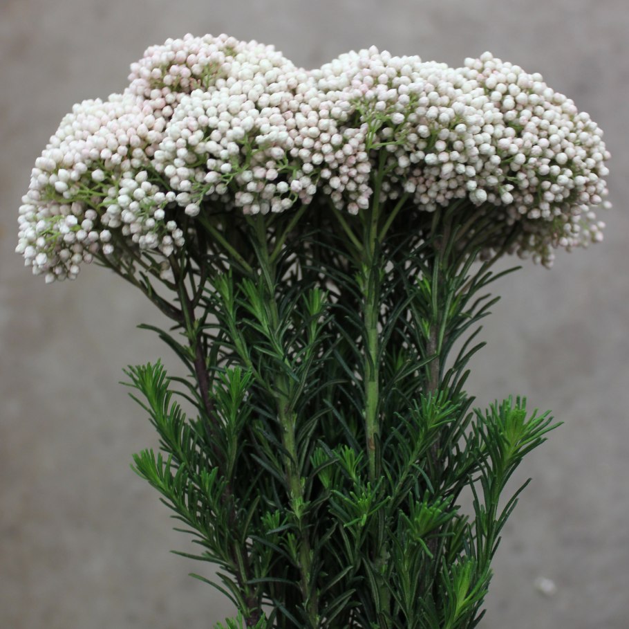 Озотамнус Вайт 60