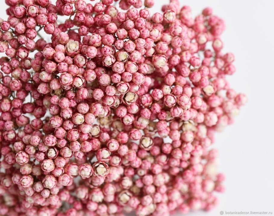 Озотамнус розовый