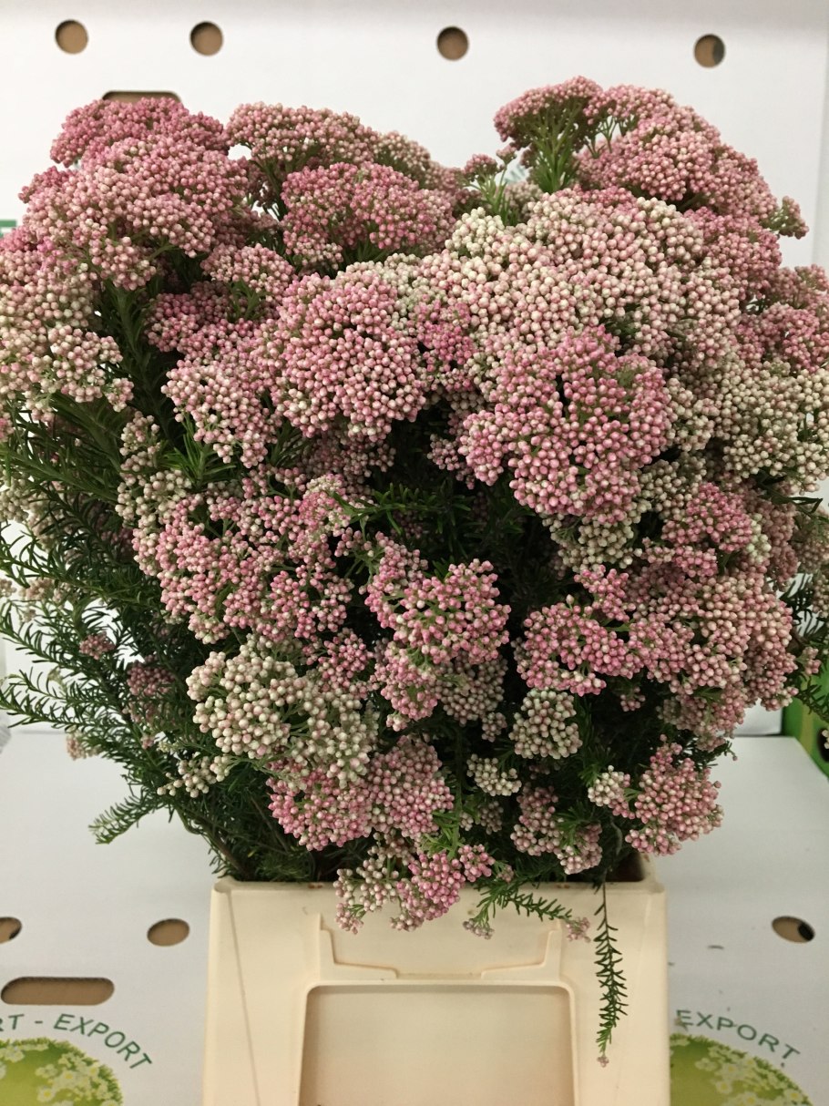 Озотамнус Виктория розовый