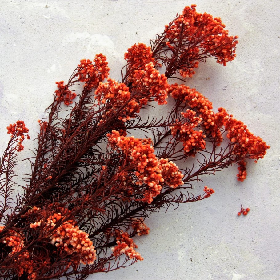 Озотамнус рисовый цветок