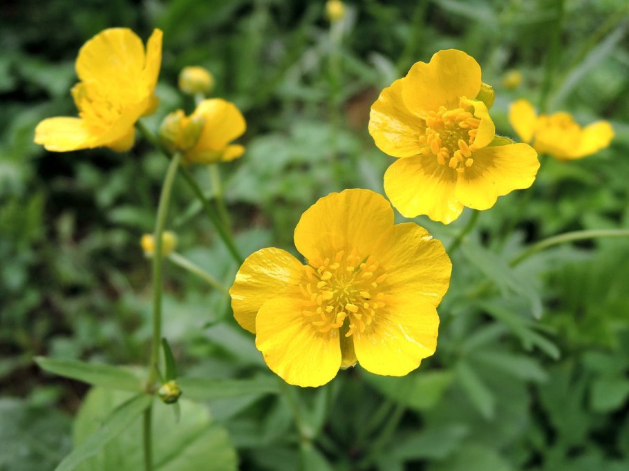 Лютик платанолистный