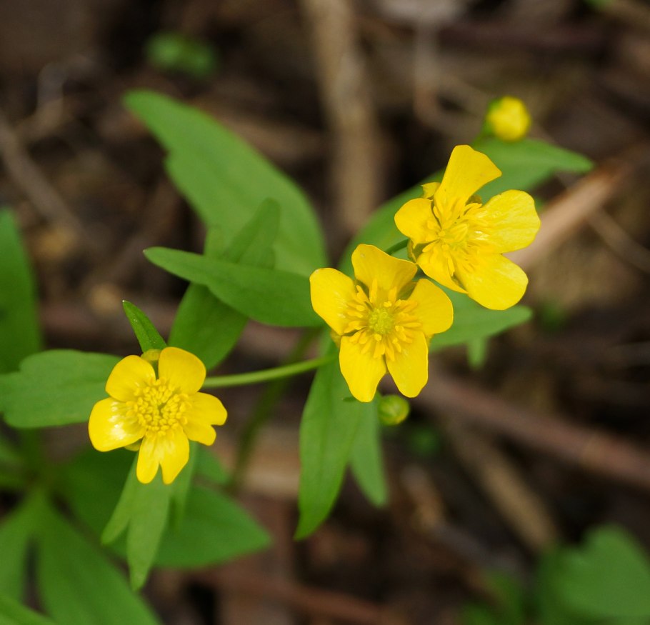 Лютик бокоцветковый